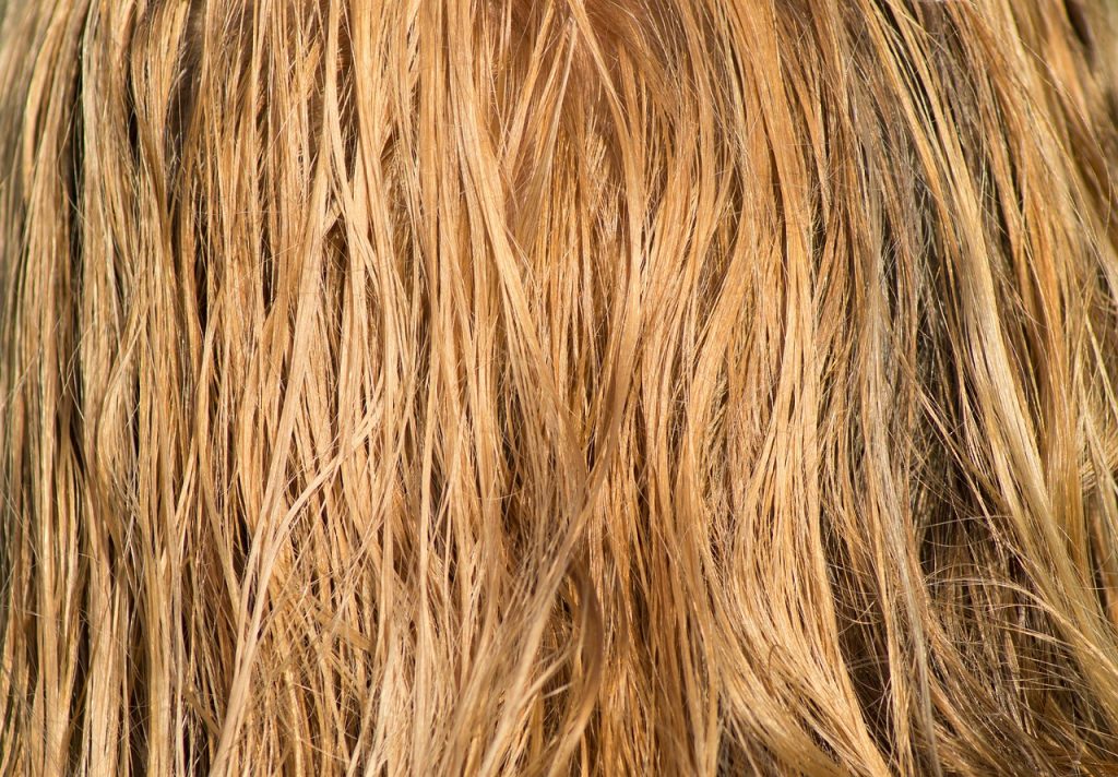 hair, blond, wet-3419148.jpg