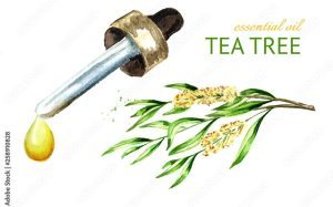 Tea tree essential oil drop. Medicinal  and cosmetics plant. Watercolor hand drawn illustration, isolated on white background