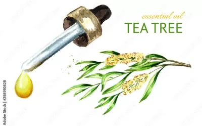 Tea tree essential oil drop. Medicinal  and cosmetics plant. Watercolor hand drawn illustration, isolated on white background