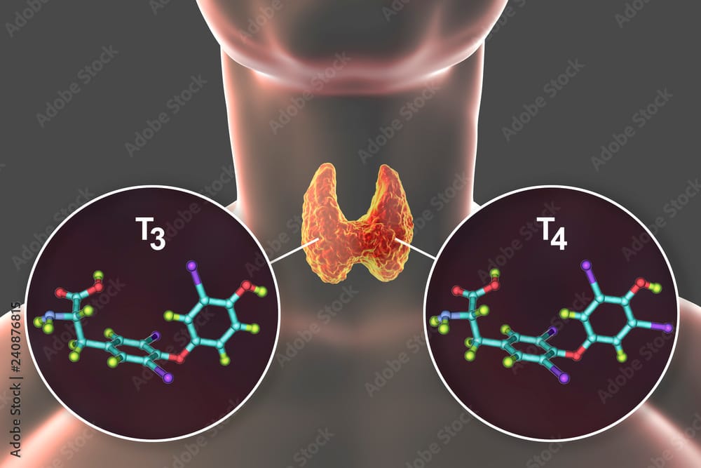 Molecules of thyroid hormones T3 and T4. Triiodothyronine and thyroxine, 3D illustration